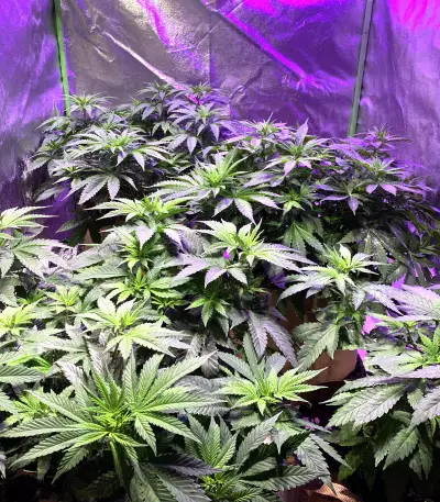 Purple Punch (Big Head Seeds) Cannabis-Samen