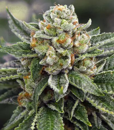 Skywalka Ghost Kush (Big Head Seeds) Cannabis-Samen
