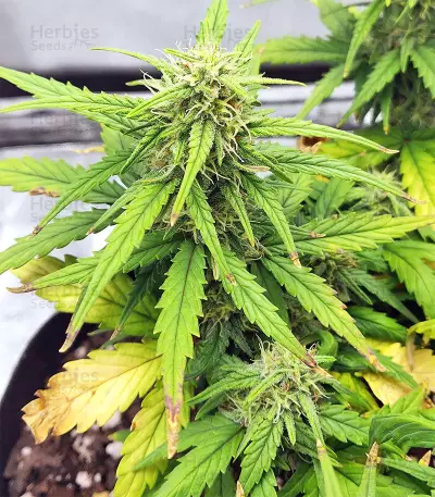 Strawberry Gum (Advanced Seeds) Cannabis-Samen