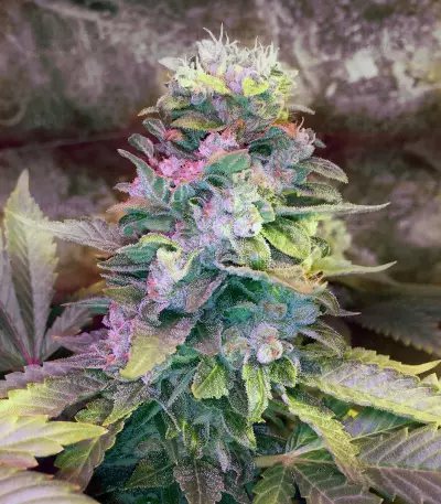 The OG #18 (Reserva Privada) Cannabis-Samen