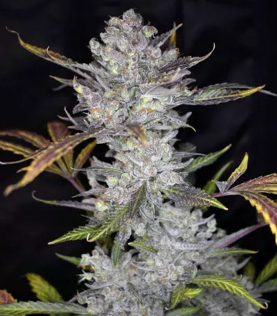 Wedding Cake Auto (Original Sensible Seeds) Cannabis-Samen