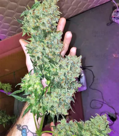 White Widow Auto strain