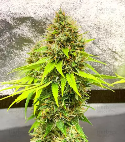 Candy Kush Fast Version feminisierte Samen (EGS)