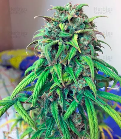 Exodus Cheese Auto (GHS) Cannabis-Samen
