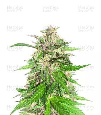 Jealousy Kush feminisierte Samen (Seedkeepers)