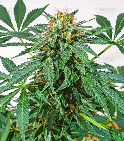 Kali Banner feminisierte Samen (AlphaFem Seeds)