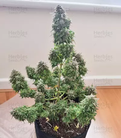 Lemon Haze Auto (Expert Seeds) Cannabis-Samen
