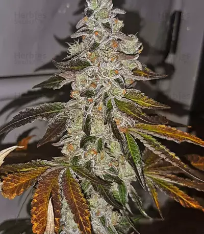 Meringue (Dutch Passion) Cannabis-Samen