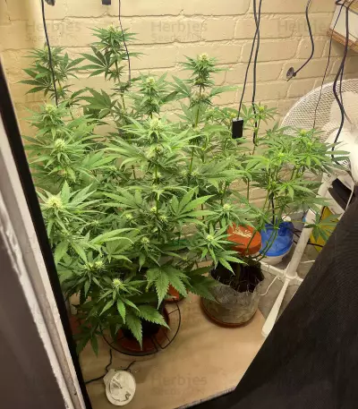 Northern Light (Kera Seeds) Cannabis-Samen