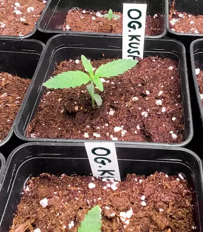 OG Kush (Kera Seeds) Cannabis-Samen