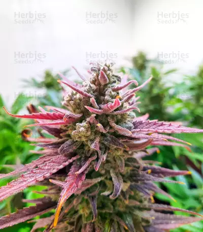 Original Glue (Nirvana Seeds) Cannabis-Samen