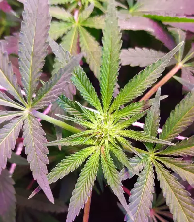 Red Hot Cookies feminisiertes Saatgut (Sweet Seeds)