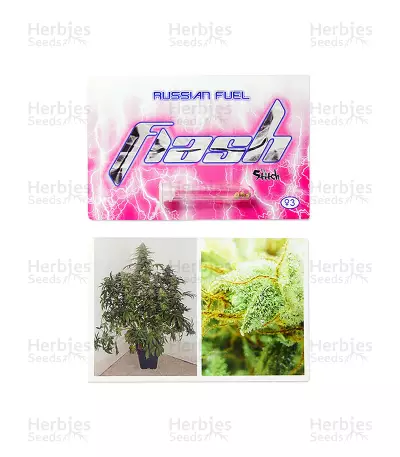 Russian Fuel Auto (Flash Seeds) Cannabis-Samen