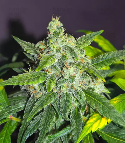 Sensi #32 (Sensi Seeds) Cannabis-Samen