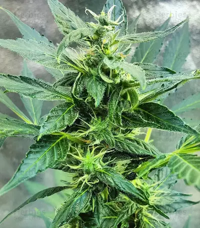 Sticky Z Glue (Cream of the Crop Seeds) Cannabis-Samen