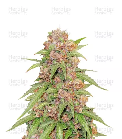 Auto Mix Pack #1 feminisierte Samen (Herbies Seeds)