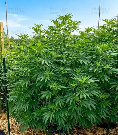 Bc Diesel (BlimBurn Seeds) Cannabis-Samen