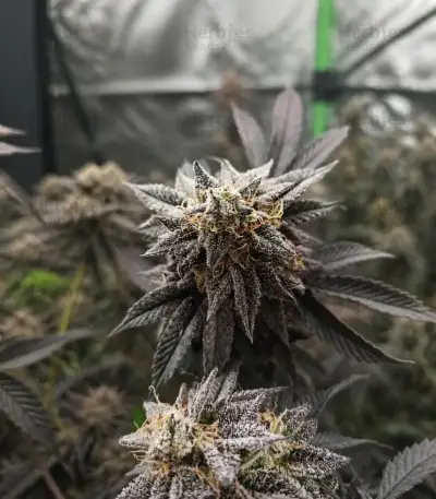 Biscotti Auto (Green House Seeds)