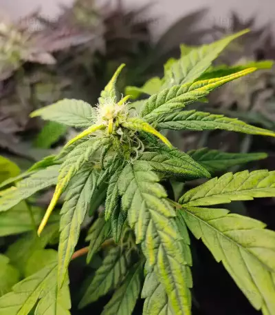 Bubba Kush Samen feminisiert (Barney's Farm)