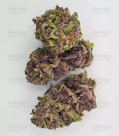 Bubba Kush Samen feminisiert (Barney's Farm)