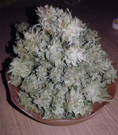 Buddha Magnum Auto (Buddha Seeds) Cannabis-Samen