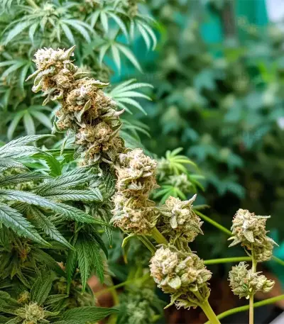 Chemdog Gorilla (Expert Seeds)