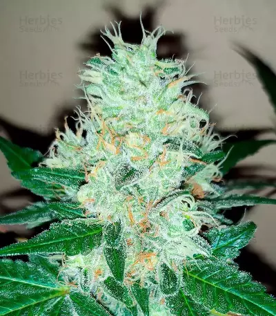 Fruit Punch (Heavyweight Seeds) Cannabis-Samen