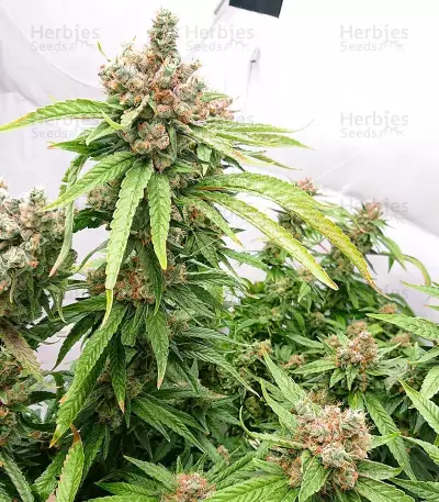 Fruit Punch (Heavyweight Seeds) Cannabis-Samen