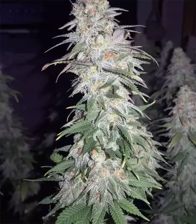 GG#4 Original Glue feminisierte Samen (Original Sensible Seeds)