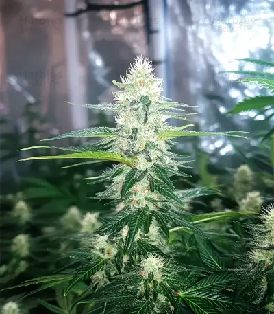 Gorilla Ice Cream (Expert Seeds) Cannabis-Samen