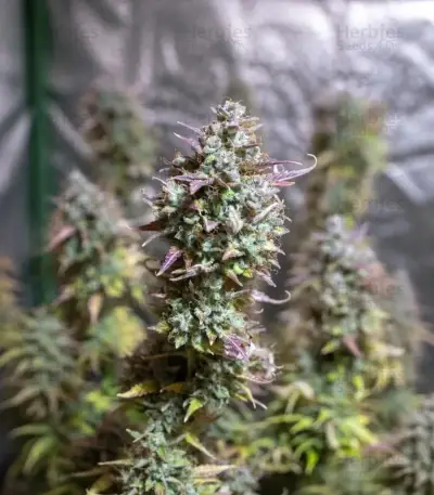Green Gelato Automatic (RQS) Cannabis-Samen