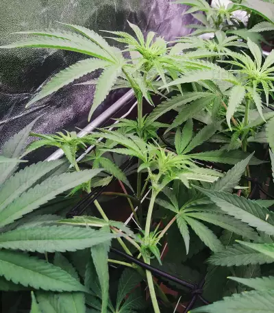 Mimosa x Orange Punch feminisierte Samen (Barney’s Farm)