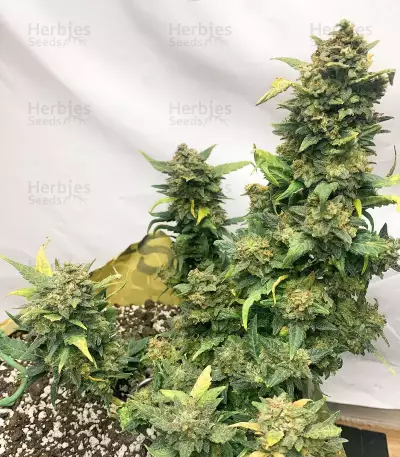 Original Auto Sour Diesel (Fast Buds) Cannabis-Samen
