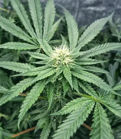 Papaya Sherbet feminisierte Samen (Fast Buds)