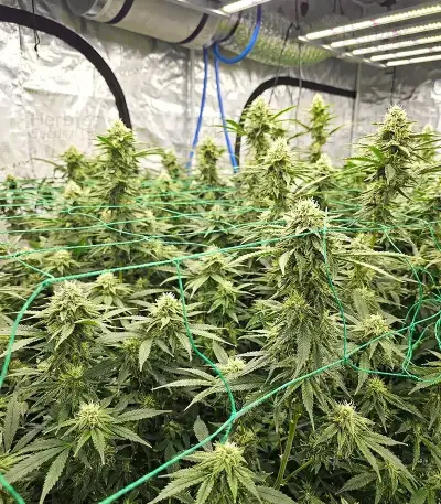 Purple (Ceres Seeds) Cannabis-Samen