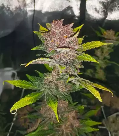 Purple Lemonade Poison Autoflower feminisierte Samen (Seedkeepers)