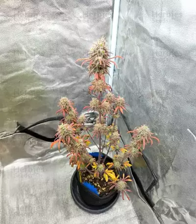 Purple Tropicana Cookies Autoflower feminisierte Samen (Seedkeepers)