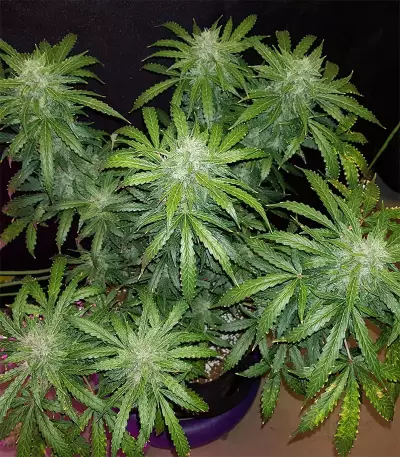 Trippy Gorilla Autoflowering (Big Head Seeds) Cannabis-Samen