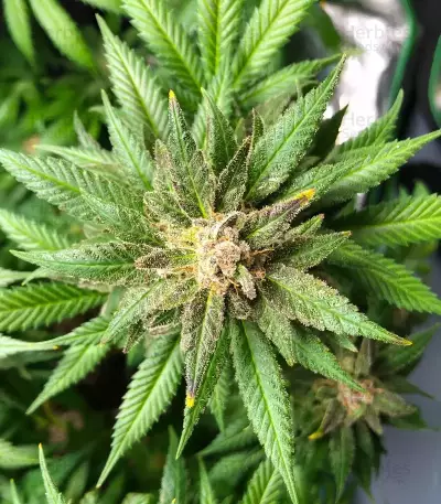 Wombat (BlimBurn Seeds) Cannabis-Samen