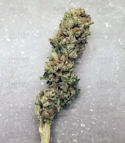 Sugar Breath (Humboldt Seeds Organization) Cannabis-Samen
