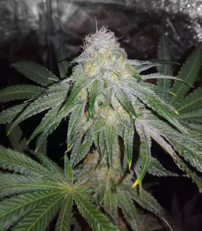 Sugar Breath (Humboldt Seeds Organization) Cannabis-Samen