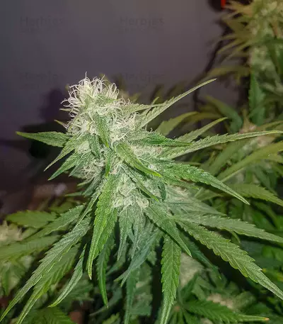 Watermelon Z Auto Samen feminisiert (Barney's Farm)