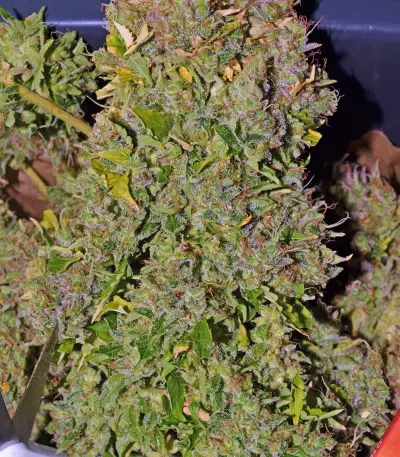 Shiva Skunk Automatic (Sensi Seeds) Cannabis-Samen
