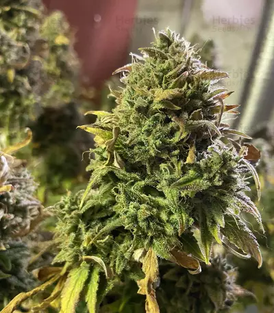 Original Auto Chemdawg (Fast Buds) Cannabis-Samen