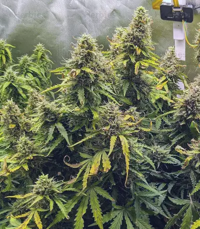 Original Auto Critical (Fast Buds) Cannabis-Samen