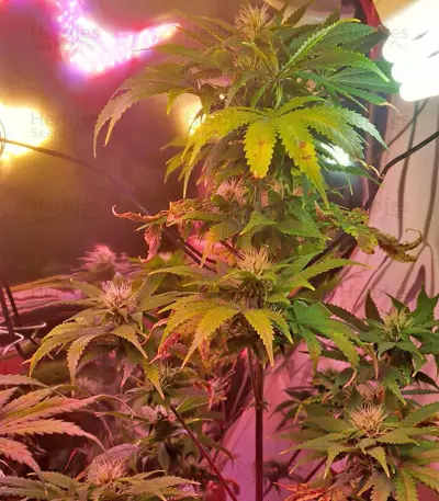 Tangerine Dream Auto (Barney's Farm) Cannabis-Samen