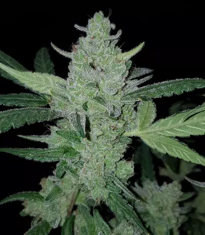 Auto Gelato strain