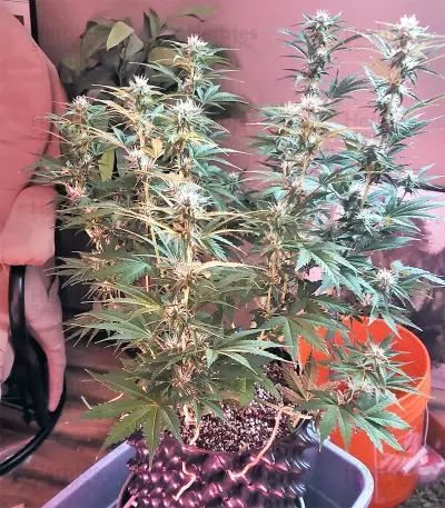 Auto Purple Gorilla (Short Stuff Seeds) Cannabis-Samen