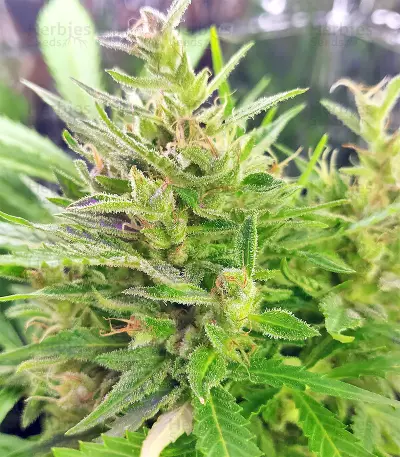 BCN Power Plant Autoflower (Seedstockers) Cannabis-Samen