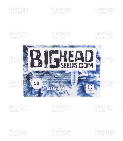 Big Freeze (Big Head Seeds) Cannabis-Samen